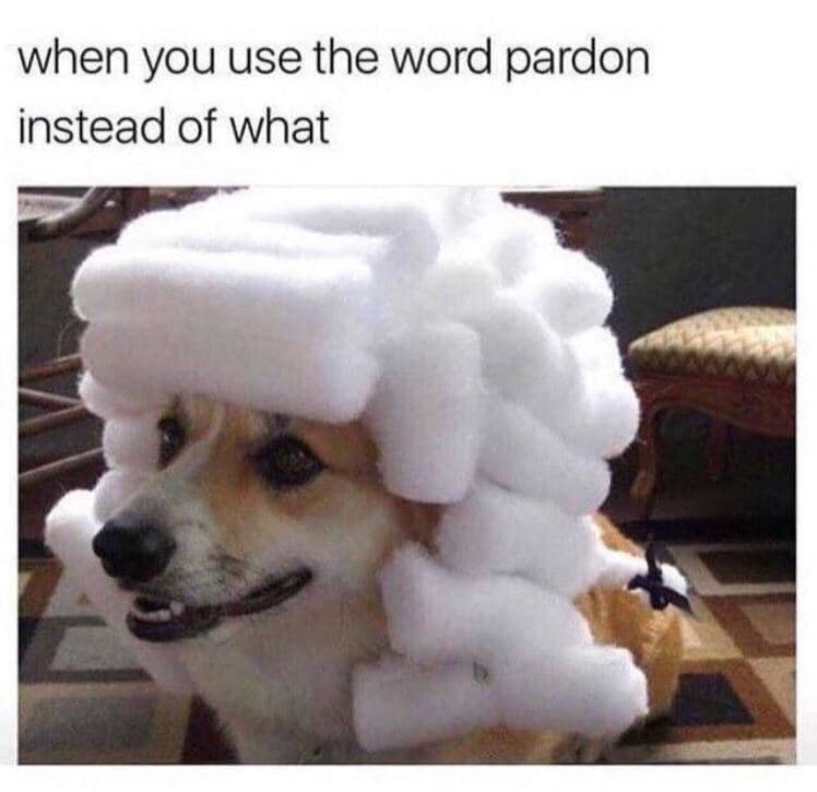 MEME - The fancy dog meme